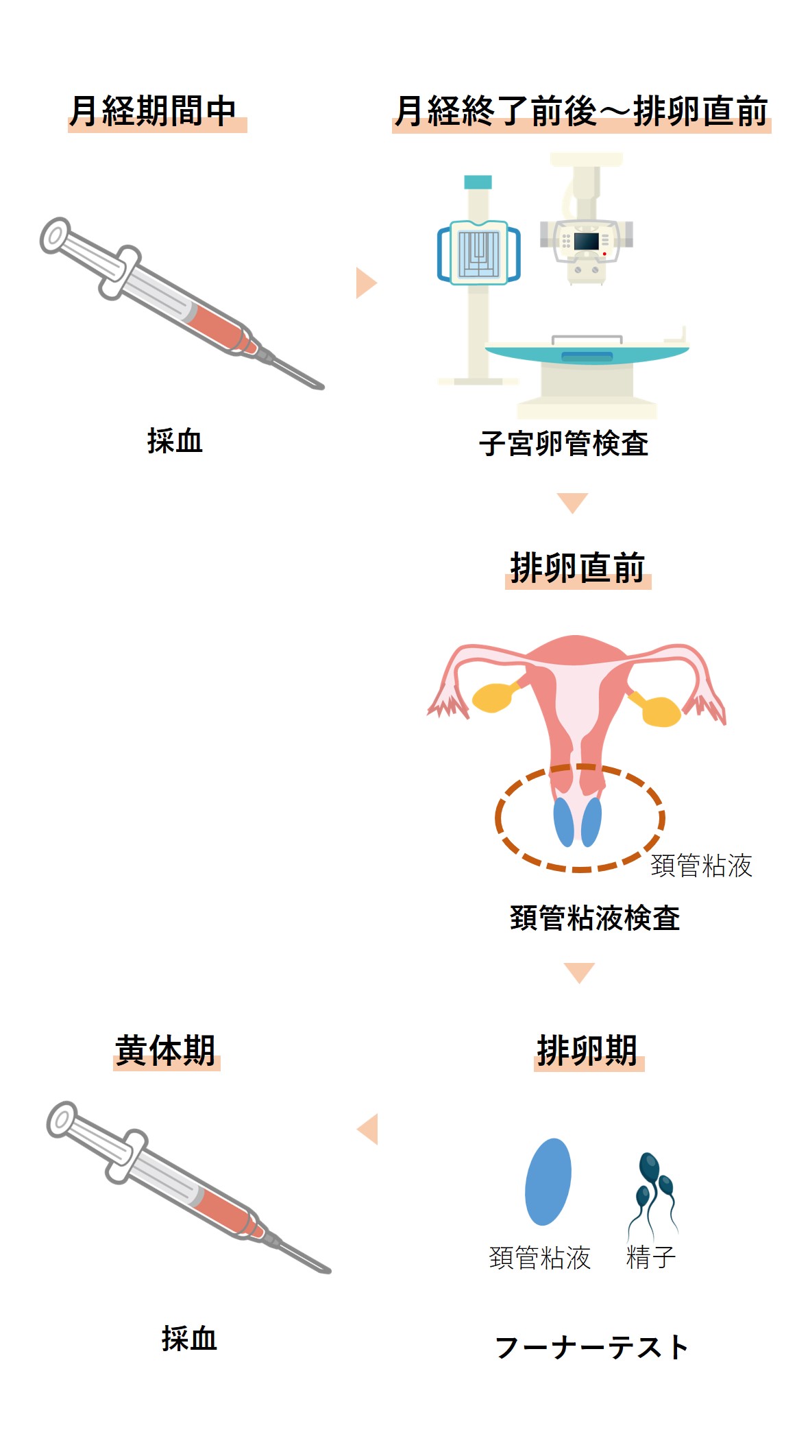 女性が受ける不妊治療の検査